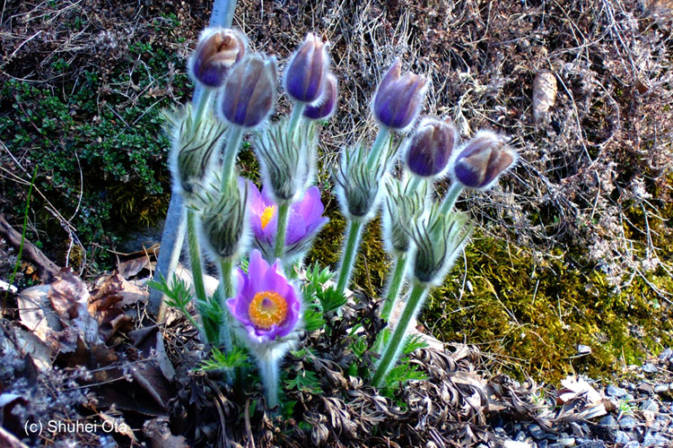 Pulsatilla halleri subsp. slavica